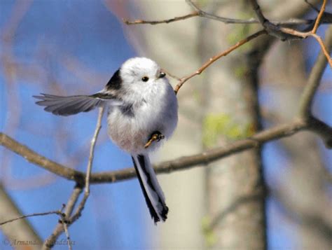 自來鳥|為何自來雀被視為吉祥鳥？